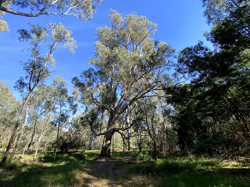 Wangaratta - Kaluna Island Walk