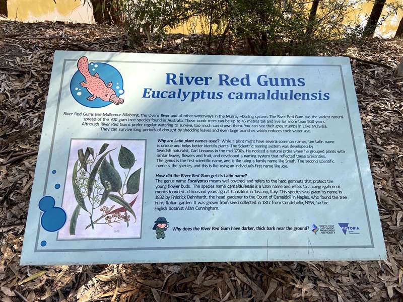 Wangaratta - Mullinmur Billabong Loop Walk