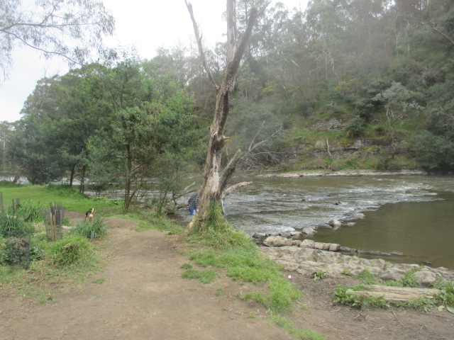 Warrandyte River Reserve Dog Off Leash Area (Warrandyte)