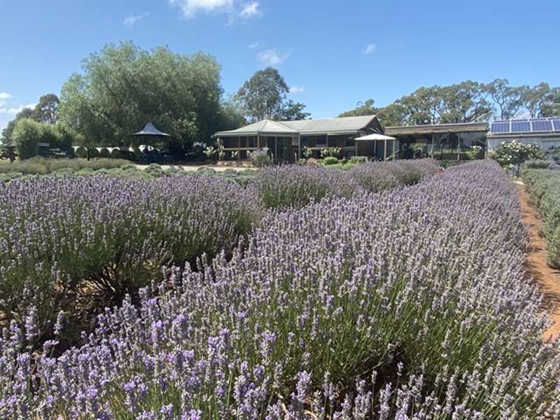 Warratina Lavender Farm (Wandin North)