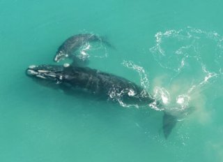 Warrnambool - Logans Beach Whale Watching Platform