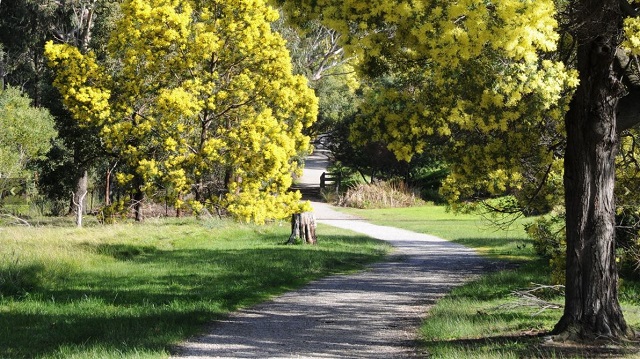 Wattle Park (Burwood)