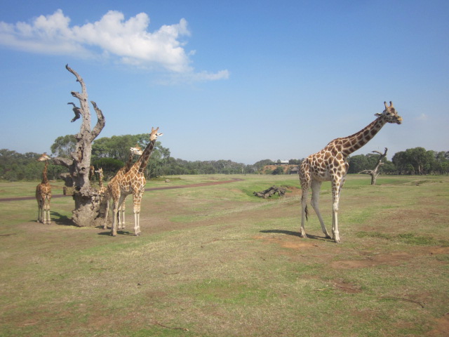 Werribee Open Range Zoo (Werribee South)