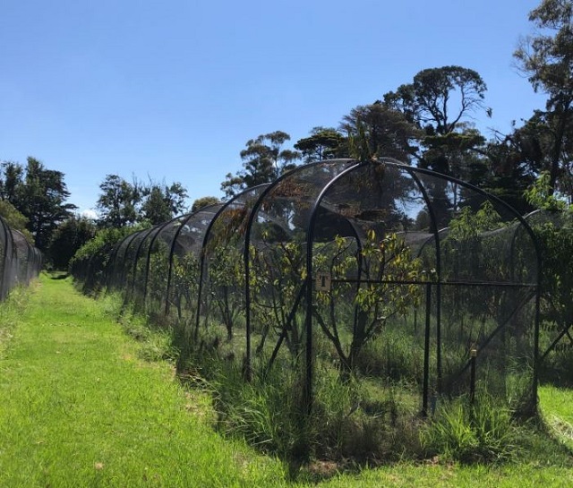 Werribee Park Heritage Orchard (Werribee South)