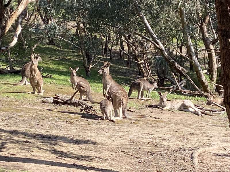 Westerfolds Park (Templestowe)