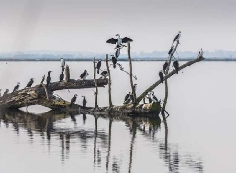 Western Treatment Plant Bird Watching (Cocoroc)