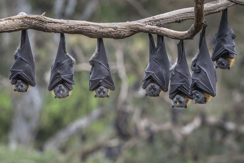 Where to See Flying-Fox Colonies in Victoria