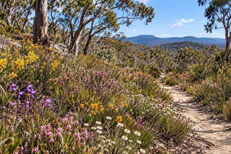 Best Places to See Wildflowers in Melbourne and Regional Victoria