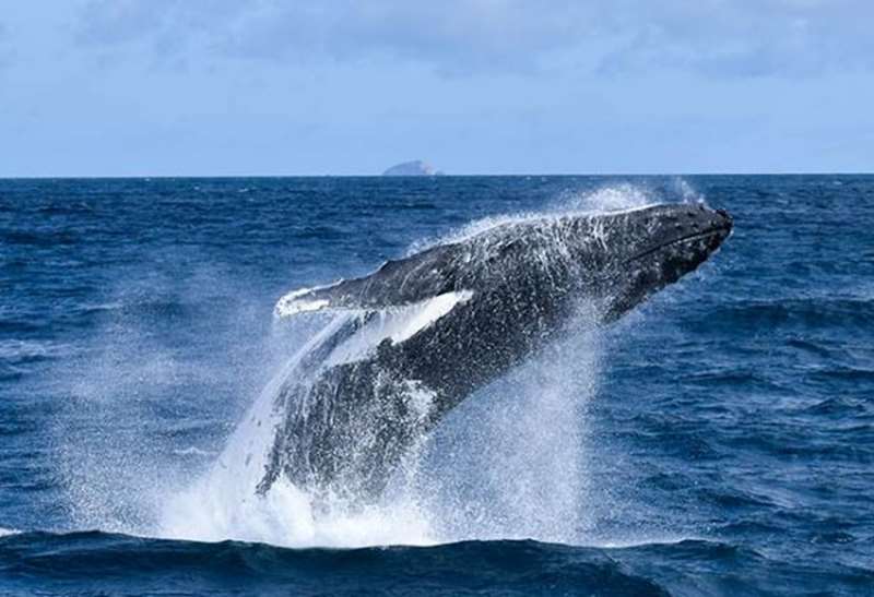 Wildlife Coast Cruises (Wilsons Promontory)