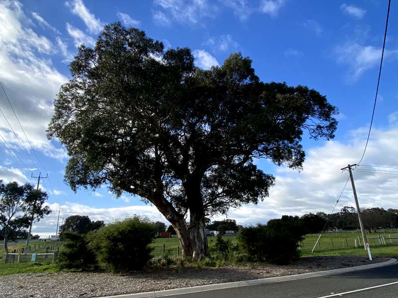 Winchelsea Heritage Walk