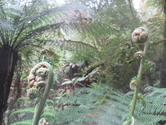 Toolangi - Wirrawilla Rainforest Walk