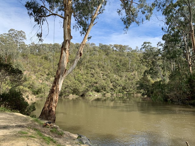 Wittons Reserve Dog Off Leash Area (Wonga Park)