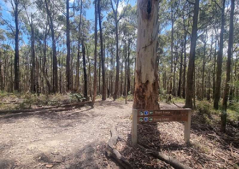 Woodend Wombat State Forest Mountain Bike Trails Central
