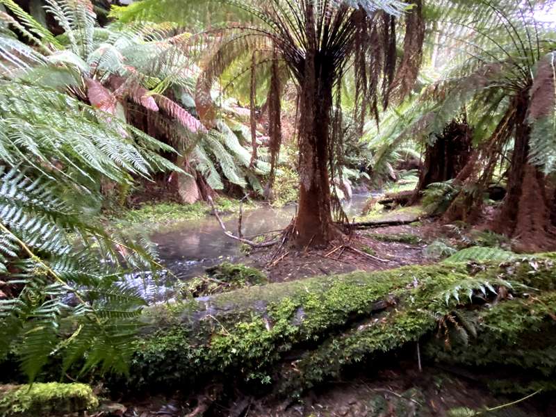 Wongarra - Grey River Nature Walk