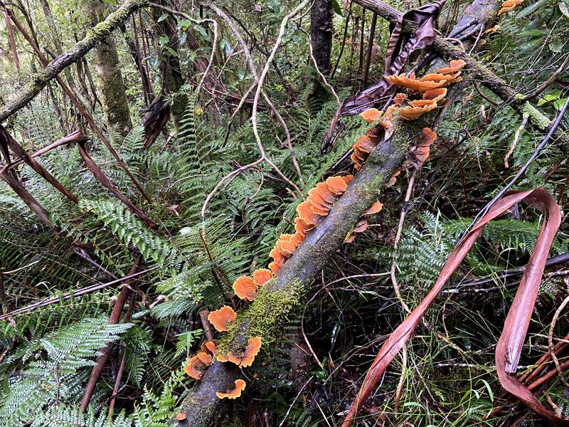 Wongarra - Grey River Nature Walk