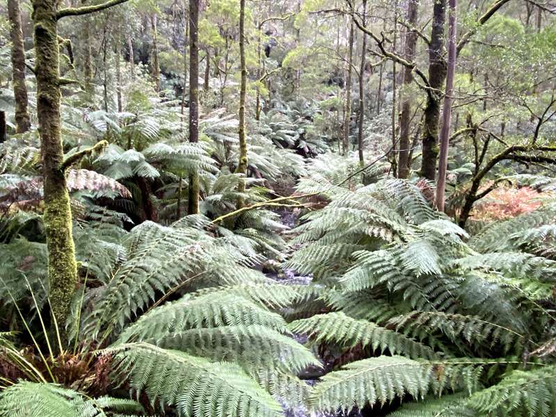 Wongarra - Grey River Nature Walk