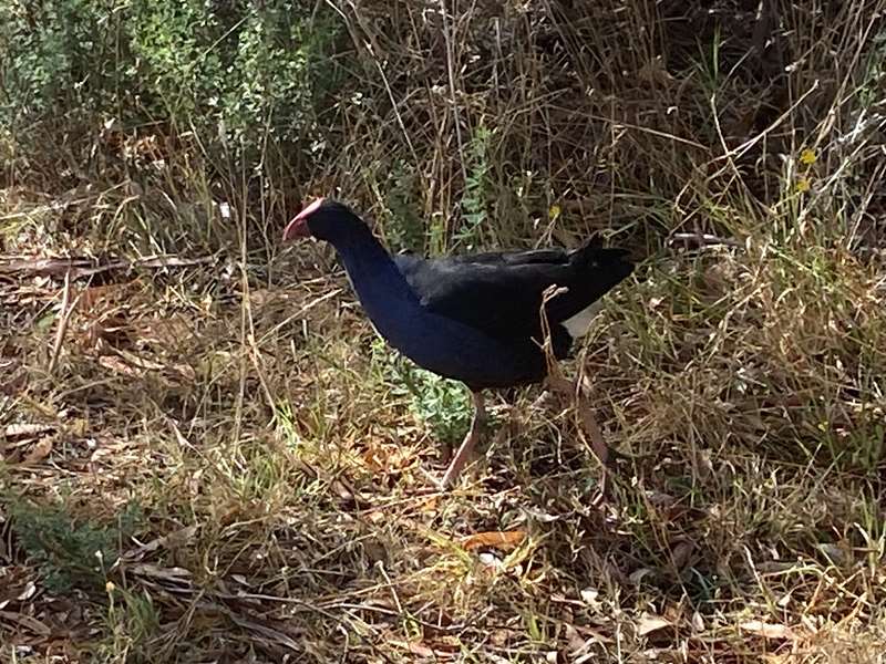 Wonthaggi Wetlands Reserve