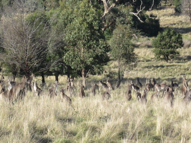 Woodlands Historic Park (Greenvale)