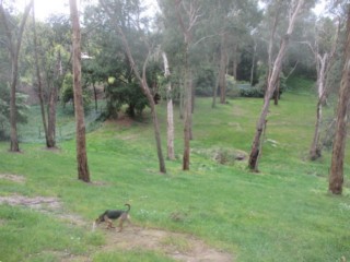 Woolerton Reserve Dog Off Leash Area (Donvale)