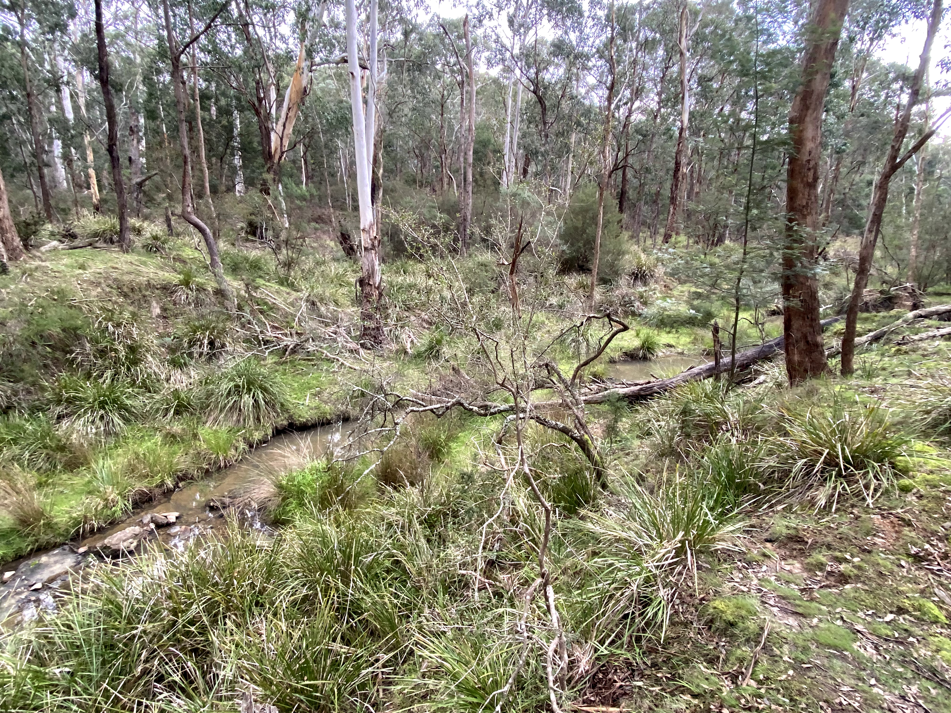 Wurran Reserve (Panton Hill)