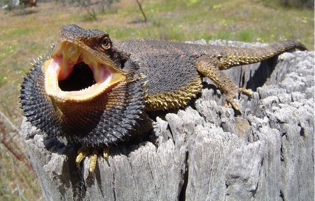 Wyperfeld National Park