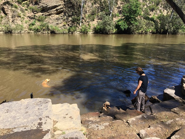 Yarra Bend Park Dog Off Leash Area (Fairfield)