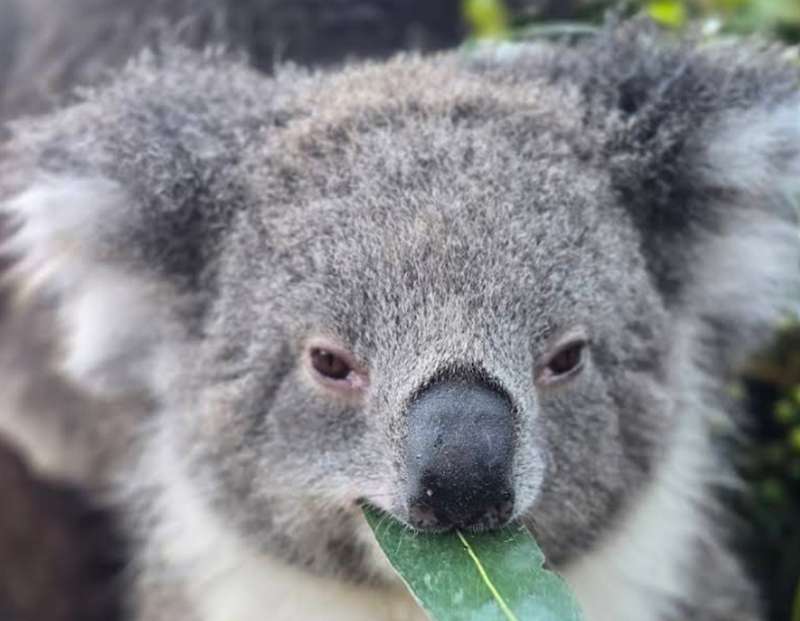 Yarra Valley Zoo (Mount Evelyn)