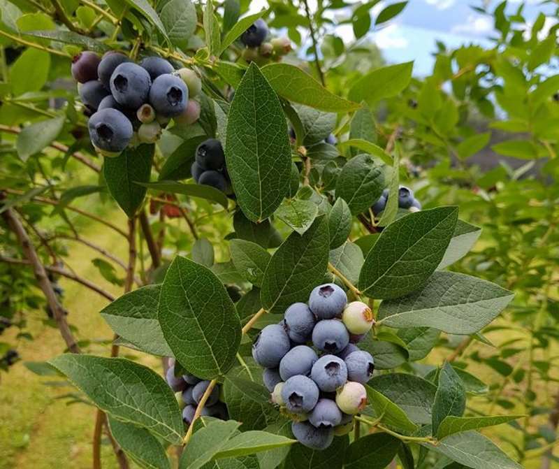 Yellingbo Berries (Seville)