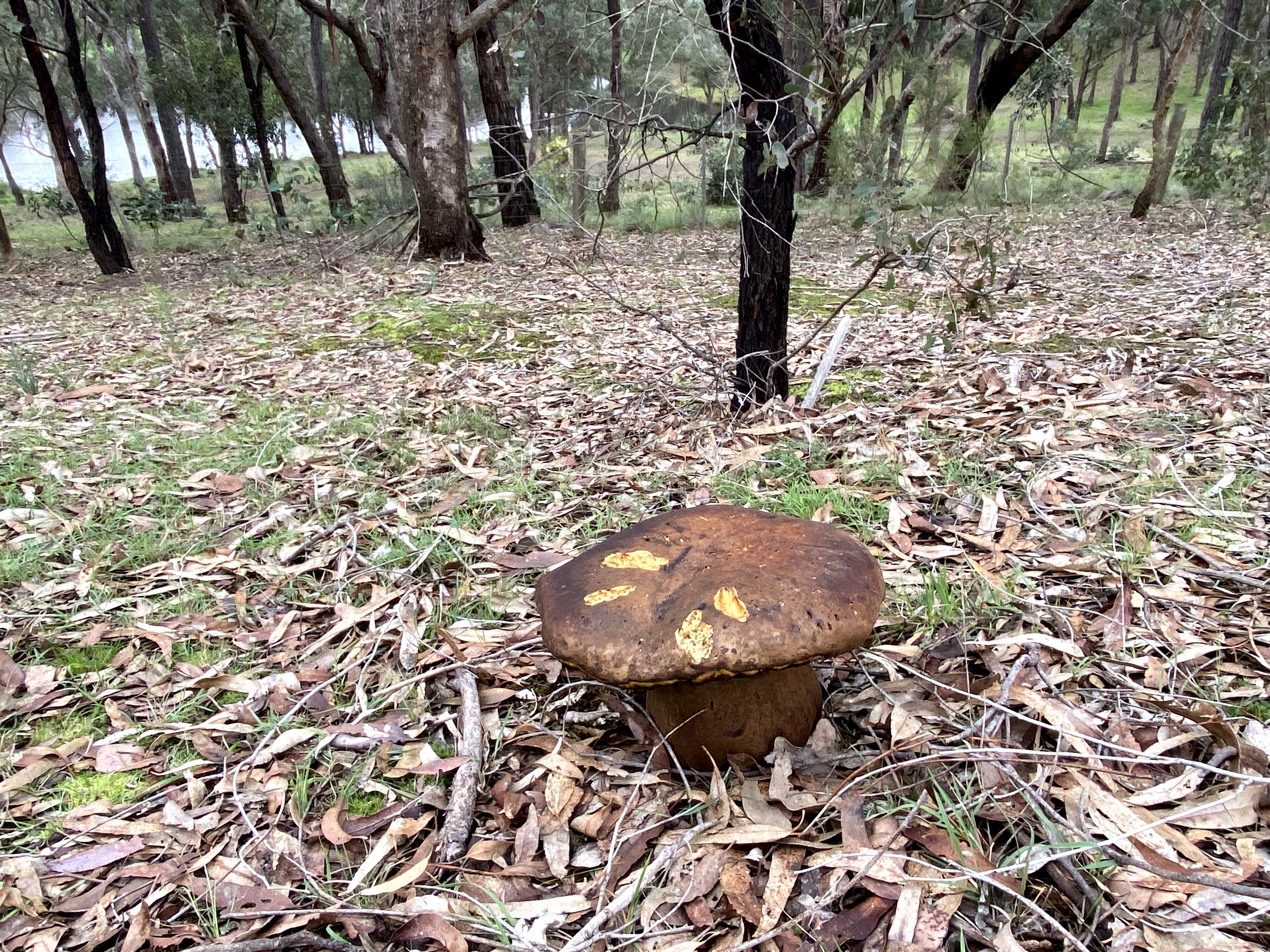 Yirrip Reserve (Panton Hill)