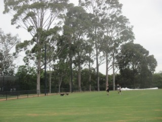 Zerbes Reserve Dog Off Leash Area (Doncaster East)